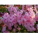 Флокс Phlox Мисс Ольга